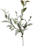 Merkloos / Sans marque Roberts Collection Kunsttak Eucalyptus Spray Fijn 85cm Groen