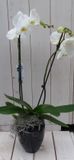 Warentuin natuurlijk Warentuin Vlinderorchidee witte in hoge zwarte/antraciete pot 60 cm