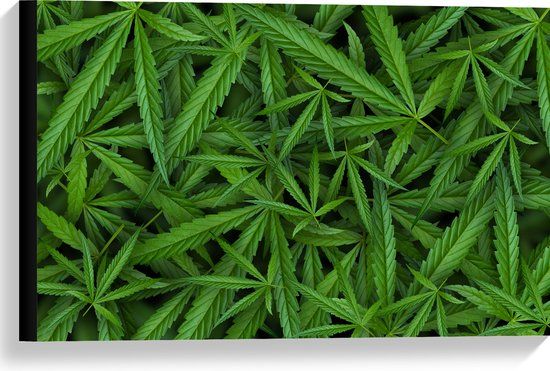 Merkloos / Sans marque Canvas - Cannabis Planten - 60x40 cm - Wanddecoratie