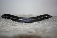 HKM MHS wave frontriem - Grey Zip - bruin leer - cob (38cm)