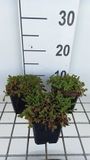 GRDplanten Groendecor Tuinarchitectuur 6x Sedum sexangulare