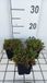 GRDplanten Groendecor Tuinarchitectuur 6x Sedum sexangulare