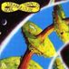 Strangeitude Ozric Tentacles Strangeitude