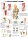 3B Scientific VR3174L Anatomische poster, kniegewricht