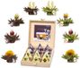 Creano Teelini theebloemen in kopformaat, cadeauset in houten theekist, 12 Erblühteelini in 8 soorten - witte thee & zwarte thee