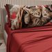 PETTI Artigiani Italiani - Katoenen dierenbeddengoed met kussenslopen, digitale print, lakens voor eenpersoonsbed, 100% rood, gemaakt in Italië