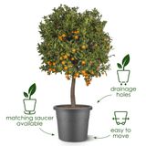Elho Algarve Cilindro 58cm Bloempot - Terra