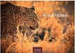 Wilde Casares Fine Art Edition Wilde Tiere Afrikas Kalender 2027 - Wandkalender | Fotokalender Afrika 35x50cm | Naturfotografie | Tierkalender Afrika | Geschenk für Naturliebhaber