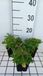 GRDplanten Sedum 6x Sedum selskianum