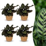 Green boutiQ Calathea Makoyana Pauwenplant - 4 Planten - Pot 12cm - Hoogte 25cm
