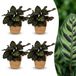 Green boutiQ Calathea Makoyana Pauwenplant - 4 Planten - Pot 12cm - Hoogte 25cm