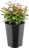 Garronda Ronde kunststof bloempot met drainagegaten voor tuin (Zwart, Ø22 x 25,5 cm (7L)) GD-KW-RR