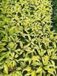 Hosta 6x Hartlelie - Hosta hybr. 'Fire Island' | 9x9 cm pot