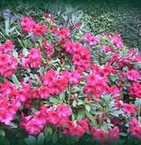 Rhododendron 'Elizabeth' - 20-30 cm pot