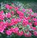 Rhododendron 'Elizabeth' - 20-30 cm pot