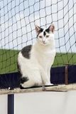 Karlie Kattenbeschermnet Zwart 3X6 MTR