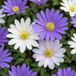 Green boutiQ - 100x Anemone Blanda mix - Griekse anemoon mix - Diversen - Verwilderingsbol - Bolmaat 4/5