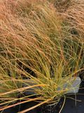GRDplanten Groendecor Tuinarchitectuur 6x Oranjezegge - Carex test. 'Prairie Fire' | 9x9 cm pot