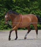 Waldhausen Lunging Aid Grijs/Rood Polyester Unisex One Size
