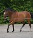 Waldhausen Lunging Aid Grijs/Rood Polyester Unisex One Size