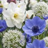 Green boutiQ - 280x Bulb Sunny Garden - Zonnige tuinbol - Mix bloemen - Bolmaat 10/12