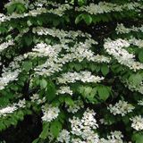 Arborix Viburnum Plicatum Tomentosum - Sneeuwbal 40-60 cm in pot