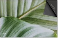 Dietrix Inductie beschermer 77x51 - Leaves - 9 Lichtgroen blad van dichtbij