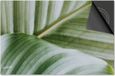 Dietrix Inductie beschermer 77x51 - Leaves - 9 Lichtgroen blad van dichtbij