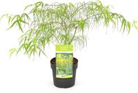 Plantenwinkel.nl Acer Koto-no-ito - Japanse esdoorn - Groen - 30/40 cm