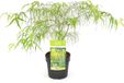 Plantenwinkel.nl Acer Koto-no-ito - Japanse esdoorn - Groen - 30/40 cm