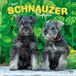 Schnauzer Browntrout Publishers Schnauzer Puppies - Schnauzer Welpen 2027 - 16-Monatskalender