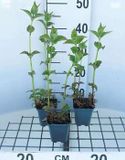 GRDplanten 6x Bergamotplant - Monarda hybr. 'Cambridge Scarlet' | 9x9 cm pot