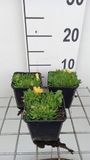 Groendecor Tuinarchitectuur 6x Delosperma congestum | pot 9x9 cm