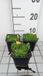 Groendecor Tuinarchitectuur 6x Delosperma congestum | pot 9x9 cm