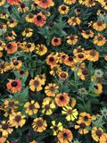 GRDplanten Groendecor Tuinarchitectuur 6x Zonnekruid - Helenium hybr. 'Short'n Sassy' | 9x9 cm pot