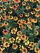 GRDplanten Groendecor Tuinarchitectuur 6x Zonnekruid - Helenium hybr. 'Short'n Sassy' | 9x9 cm pot