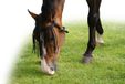 QHP Vliegenfrontriem extra - Black - Shetland