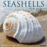 Seashells Willow Creek Press Seashells 2027 12 X 12 Wall Calendar