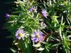 Aster 6x Aster dum. 'Prof. Anton Kippenberg' | pot de 9x9 cm