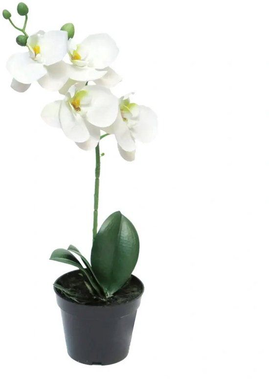 Buitengewoon Boet Buitengewoon de Boet Phalaenopsis bora in pot white 35 cm kunstplant