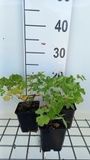GRDplanten Groendecor Tuinarchitectuur 6x Ruit - Thalictrum aquilegifolium | 9x9 cm pot