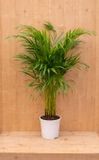 Warentuin natuurlijk Areca Dypsis Goudpalm H80-100 cm potmaat 17 cm kamerplant Warentuin Natuurlijk