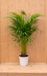 Warentuin natuurlijk Areca Dypsis Goudpalm H80-100 cm potmaat 17 cm kamerplant Warentuin Natuurlijk