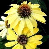 Echinacea Echinacea Purpurea 'Sunrise' - Zonnehoed pot 9x9cm