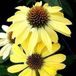 Arborix Echinacea 3 x Echinacea Purpurea 'Sunrise' - Zonnehoed pot 9x9cm