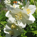 Philadelphus 'Lemoinei' - jasmin d'été 50-60 cm en pot