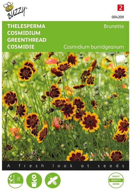 Buzzy, Thelesperma Brunette (Cosmidium)