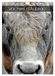 Vaches Calvendo Vaches d'Aubrac (Calendrier mural 2027 DIN A4 horizontal)