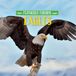 Eagles Feathered Friends - Eagles - Hardcover
