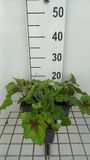 GRDplanten Groendecor Tuinarchitectuur 6x Schuimklokje - Heucherella hybr. 'Art Nouveau' | 9x9 cm pot